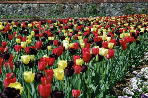 A vibrant field of blooming tulips in shades of red and yellow. The flowers are arranged in dense rows, set against a background of green foliage.