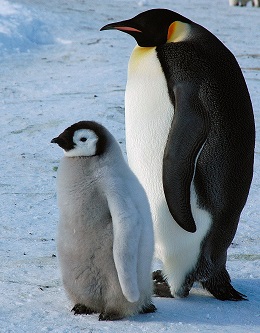 An adult penguin and a baby penguin stand on snow and ice.