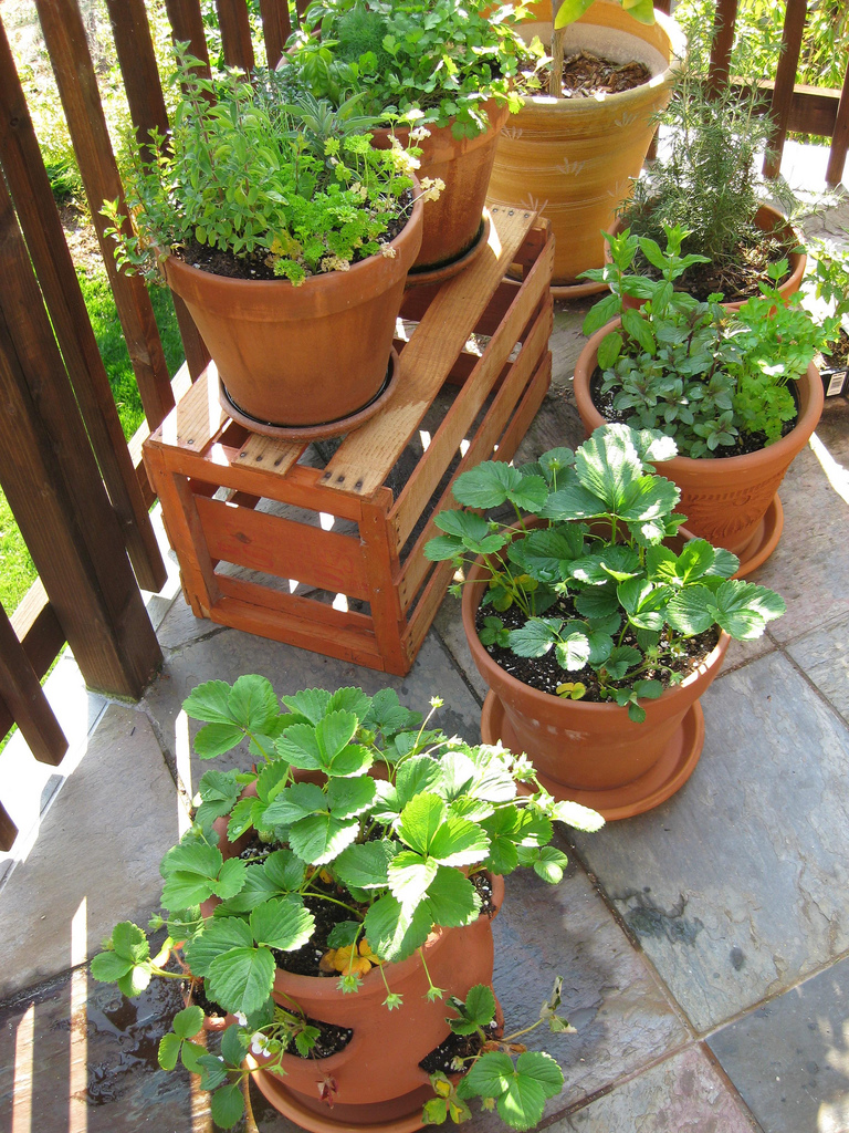 Plants in terracotta pots on a balcony.