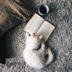 Cat "reading" a book.