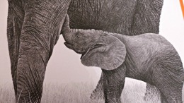 A baby elephant touches an adult elephant with its trunk.