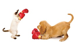 A puppy and a kitten wear red boxing gloves and are posed as though they're going to fight.