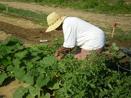 Person in a white shirt and a straw hat bends over to work on plants in a garden.