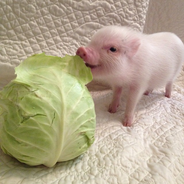 Tiny pig stands on a white quilt next to a head of lettuce.