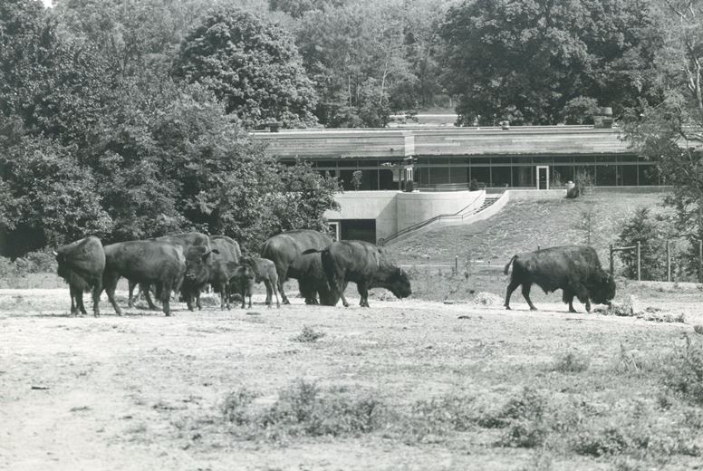six buffalo graze in front of a zoo building.