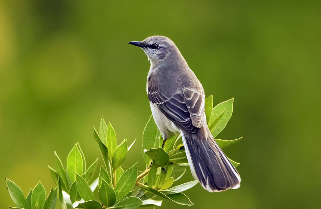 Mockingbird stands on a tree branch.