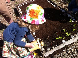 Little girl with blue shirt and floral hat waters a raised flower bed.