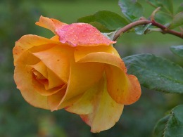 Yellow rose in front of green leafy background.