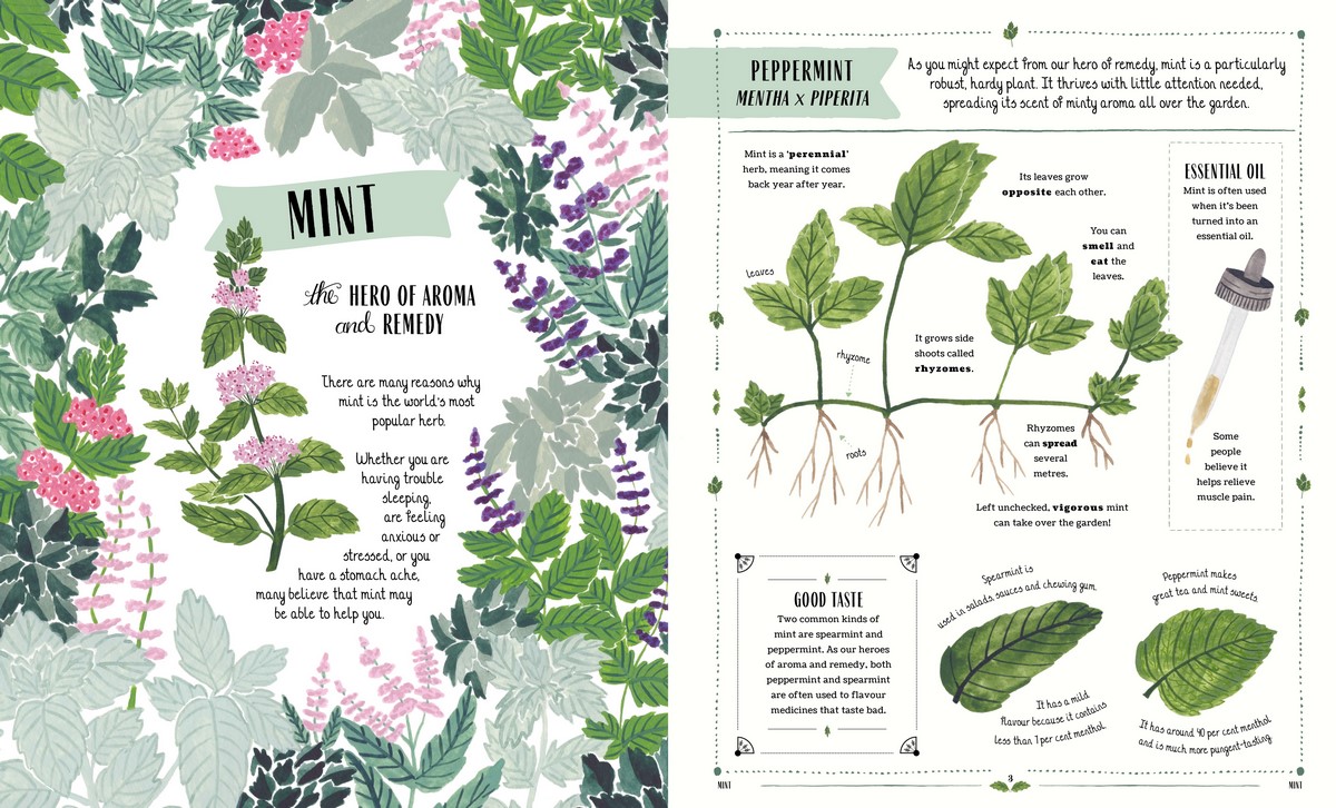 Illustration and description about the benefits and uses of mint.