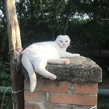Kelli's cat, Melba