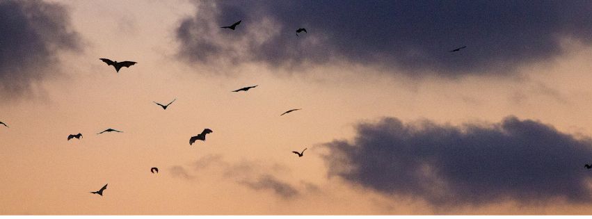 bats flying over clouds at dusk