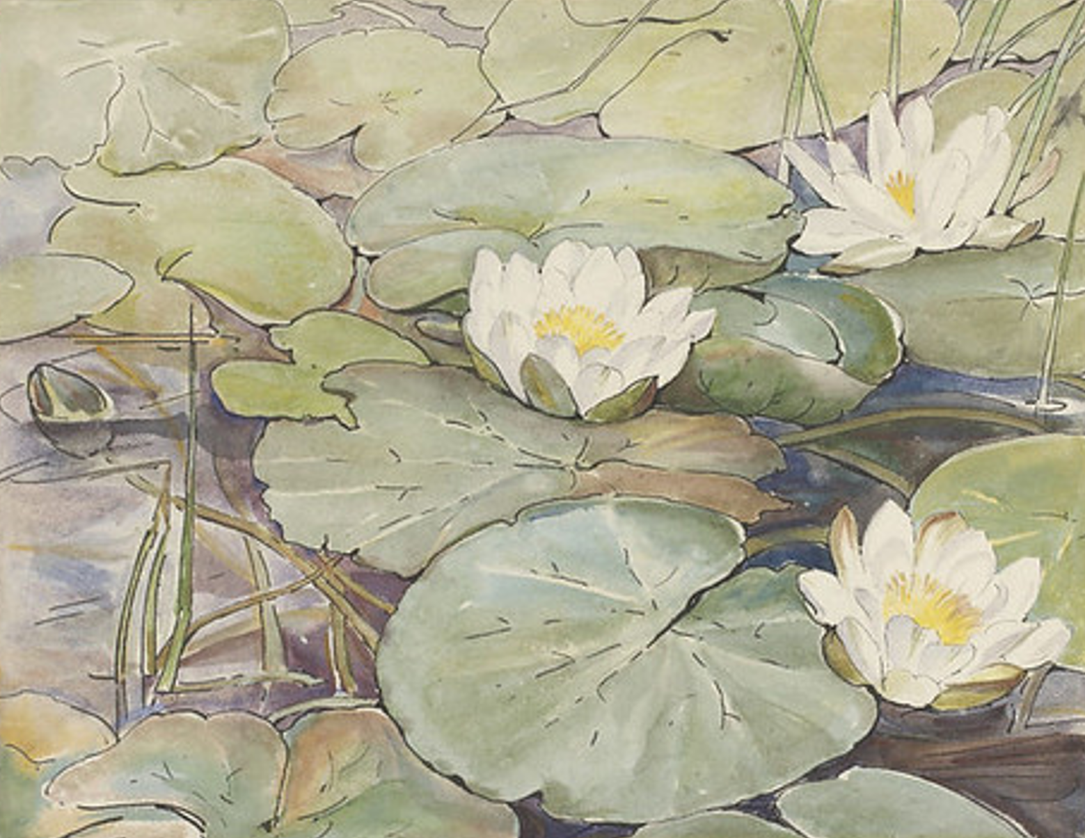 Softly colored illustration of lily pads and white lotus flowers.