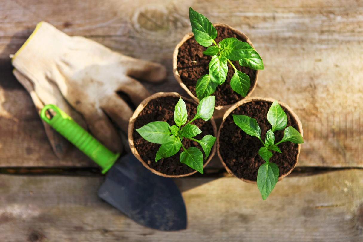 Overhead view of three small plants in pots with garden tools nearby.