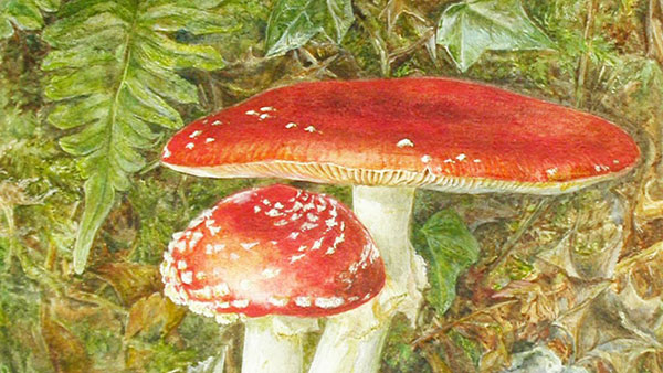 Red and white mushroom against a green mossy ground