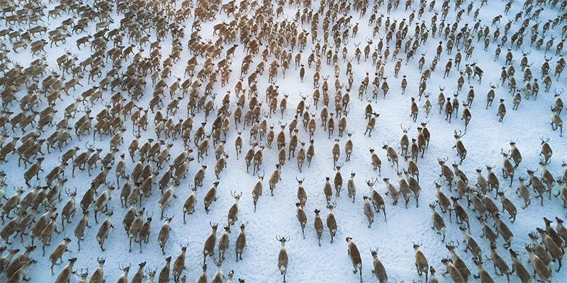 Reindeer Herd on the tundra