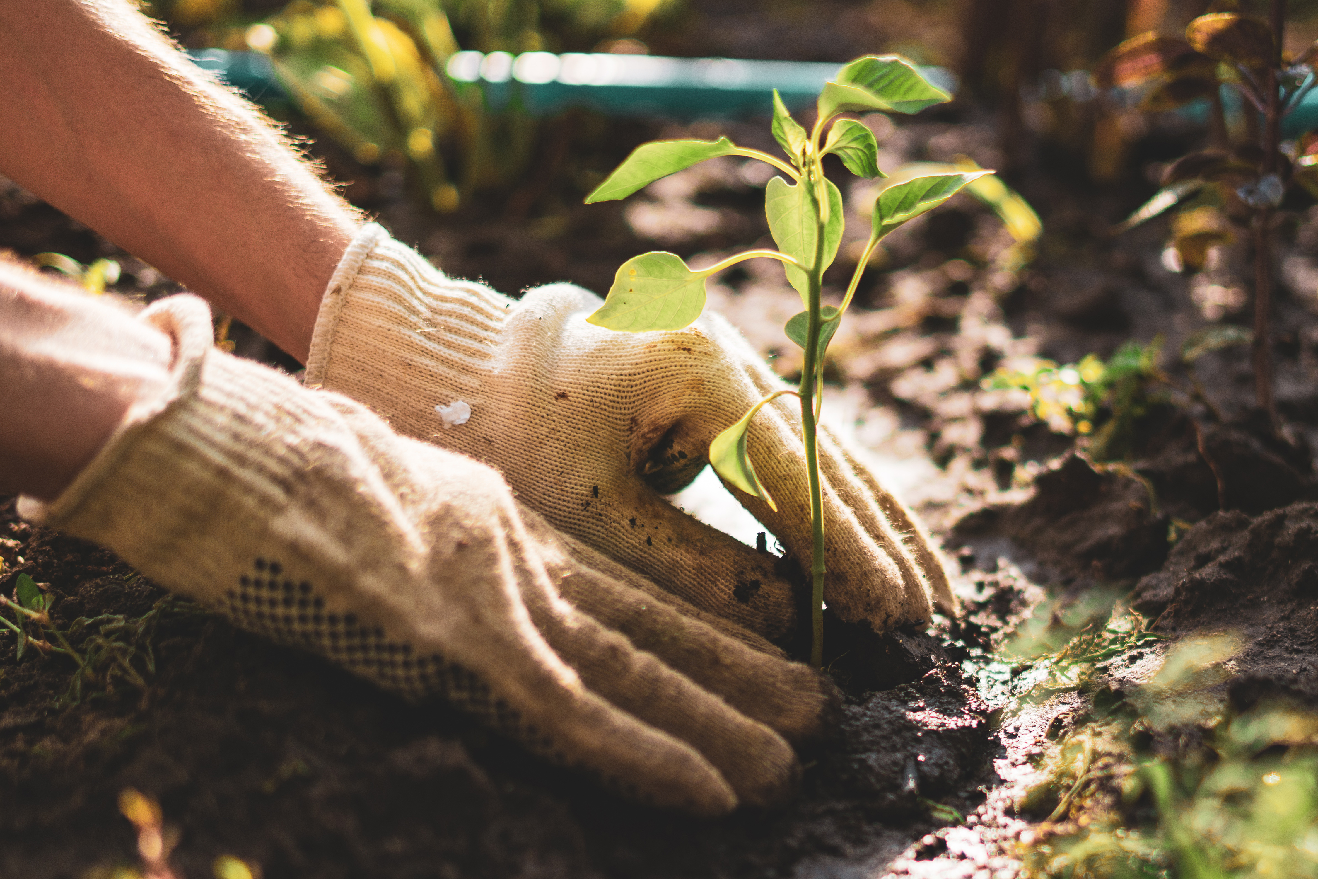 Two hands wearing gardening gloves planting a seedling.