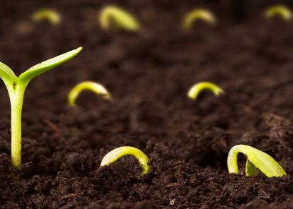Seedlings sprouting from dark brown dirt.