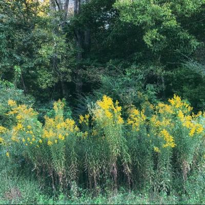 Tall yellow flowers in a field.