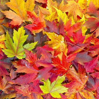 Pile of red, yellow, orange, and lime green maple leaves.
