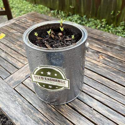 A repurposed paint can serves as a mini-herb garden, thanks to the Seed Exchange at NPL.