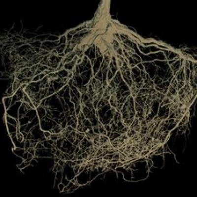 X-ray style image of tree roots on a black background.
