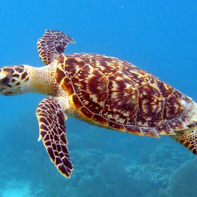 Sea turtle swimming underwater.
