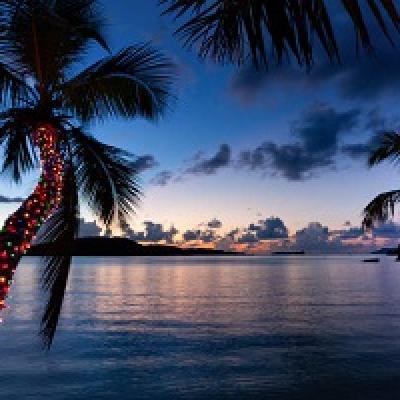 Palm trees at sunset.