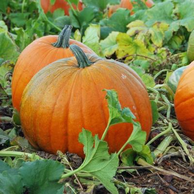 Pumpkins in a field.