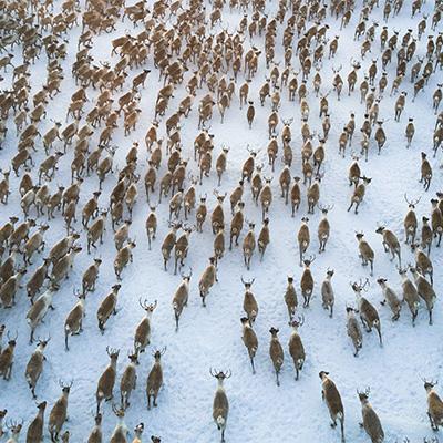 Reindeer herd on frozen ground.