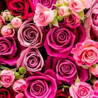 Red and pink roses.