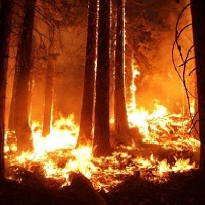 Tall trees with flames at the base of each tree.